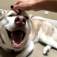 VCA PetPoint Medical Center and Resort ico