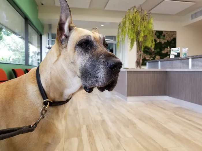 VCA PetPoint Medical Center and Resort Picture 4