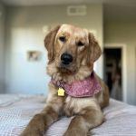 Pacific CARE Pet Emergency & Specialty