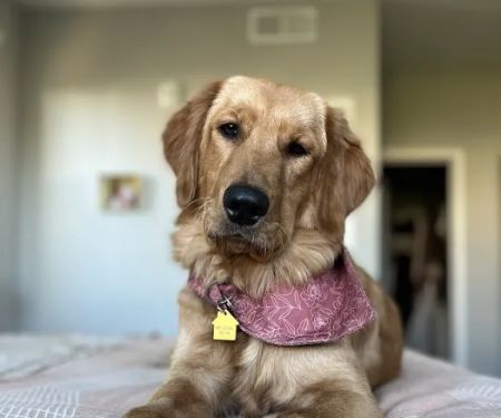 Pacific CARE Pet Emergency & Specialty