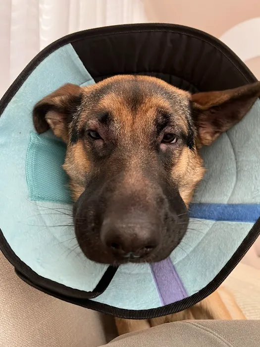 Pacific CARE Pet Emergency & Specialty Picture 6