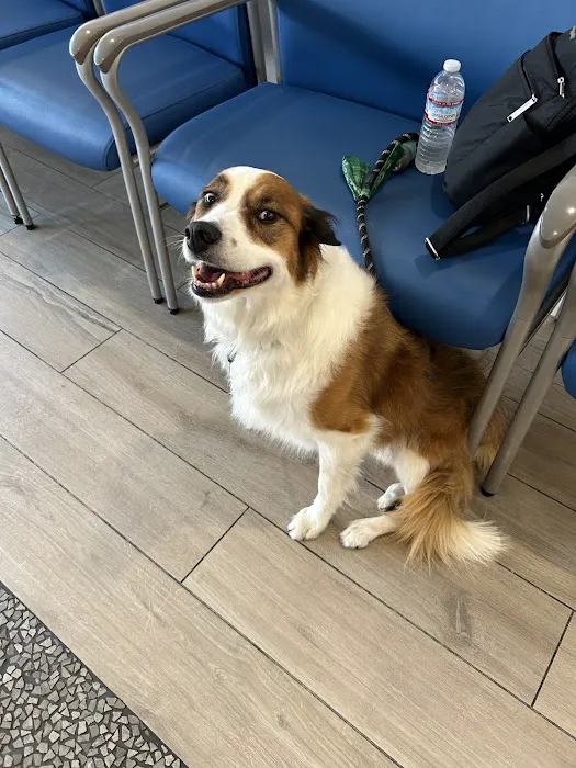 Pacific CARE Pet Emergency & Specialty Picture 4