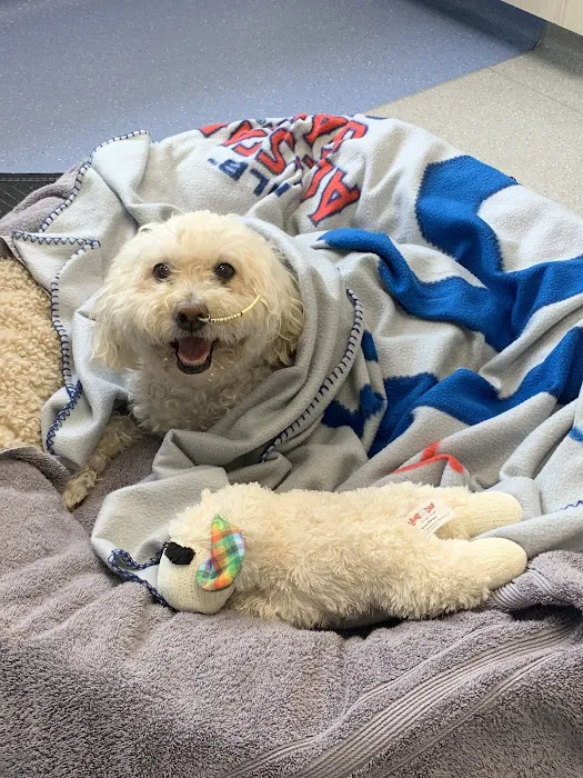 Pacific CARE Pet Emergency & Specialty Picture 7
