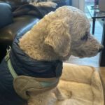 Family Pet Clinic