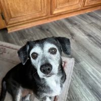 Anaheim Hills Pet Clinic ico