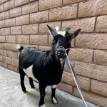 Yorba Linda Pet Care Center