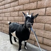 Yorba Linda Pet Care Center ico