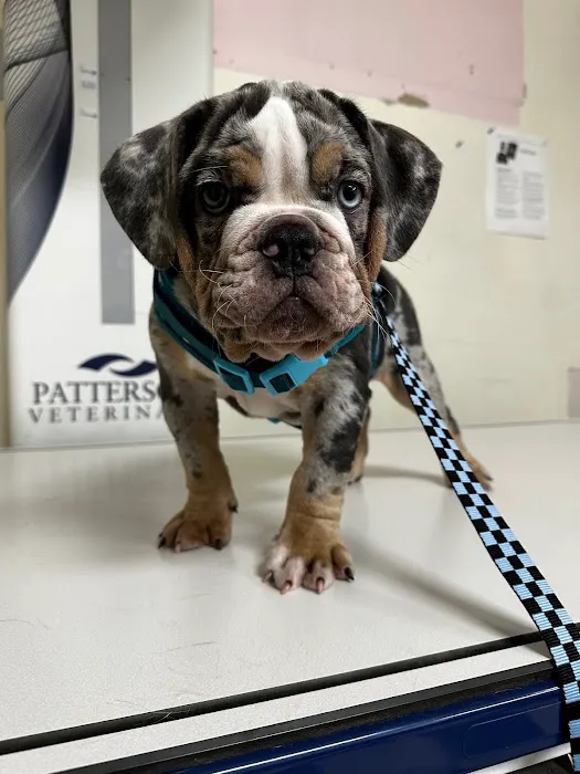 Yorba Linda Pet Care Center Picture 4