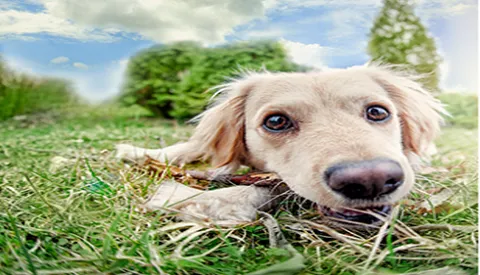 Yorba Linda Pet Care Center Picture 5