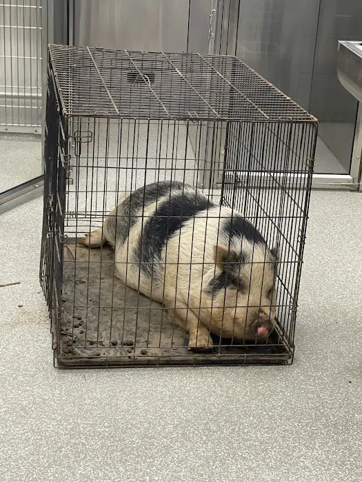 Yorba Linda Pet Care Center Picture 6