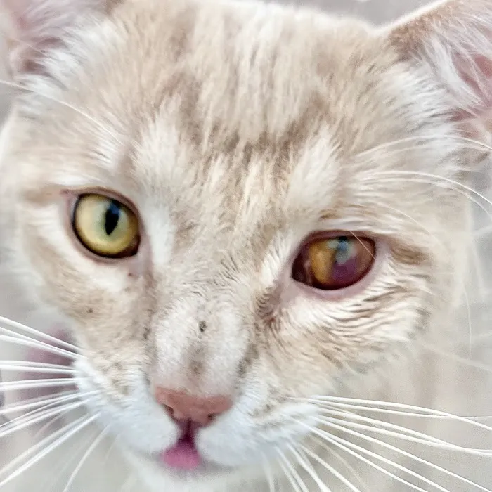 Yorba Linda Pet Care Center Picture 8