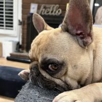 Better Health Animal Hospital ico