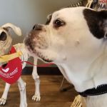 The WellPet Center Veterinary Hospital