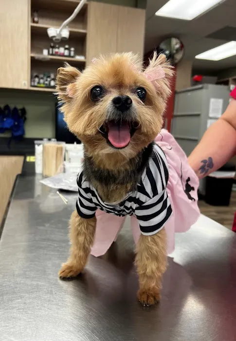 The WellPet Center Veterinary Hospital Picture 4