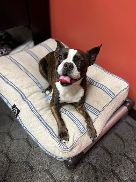 The WellPet Center Veterinary Hospital Picture 9