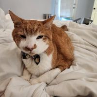 Veterinary Dentistry Specialists ico