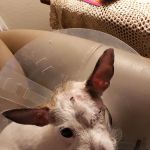 Fort Bend Animal Hospital