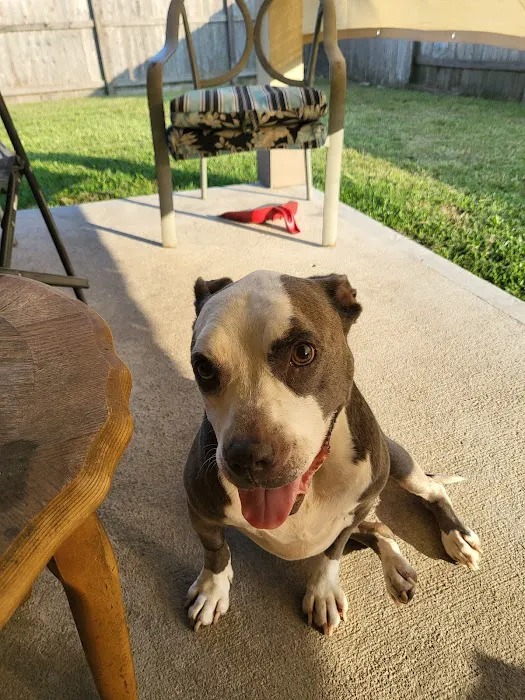 Fort Bend Animal Hospital Picture 5