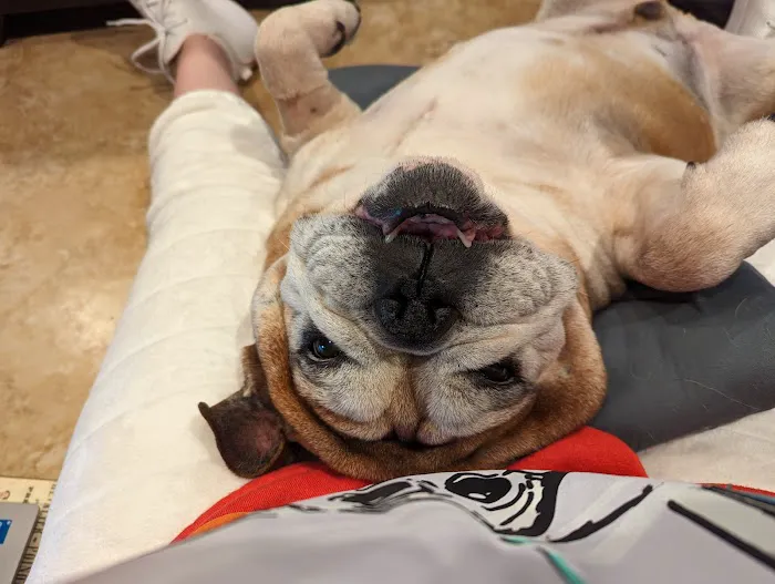 Southwest Veterinary Center Picture 4