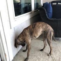 Fulshear Animal Hospital ico