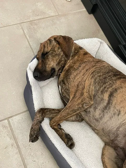 Fulshear Animal Hospital Picture 3