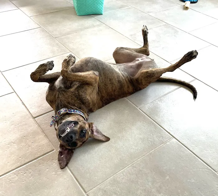 Fulshear Animal Hospital Picture 9