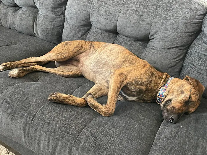 Fulshear Animal Hospital Picture 8