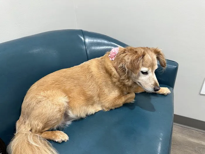 Four Paws at Fulshear Veterinary Clinic Picture 1