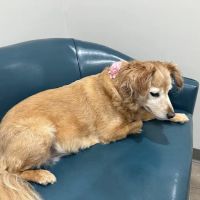 Four Paws at Fulshear Veterinary Clinic ico