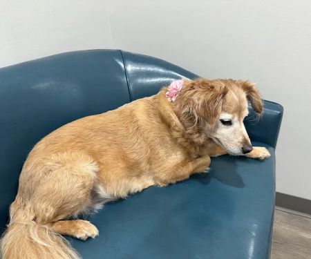 Four Paws at Fulshear Veterinary Clinic