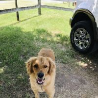 Katy Veterinary Clinic ico