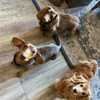 Triangle Animal Clinic ico