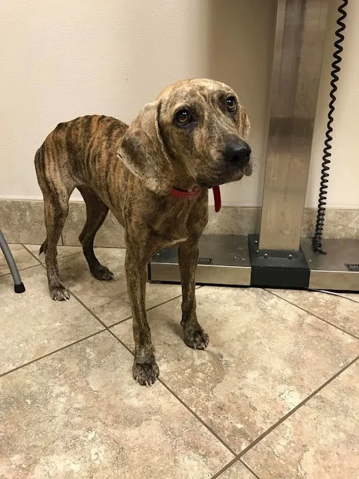 Triangle Animal Clinic Picture 9