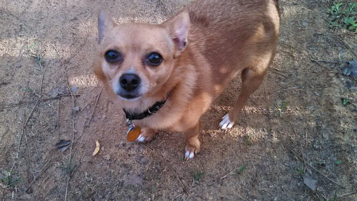 Triangle Animal Clinic Picture 8