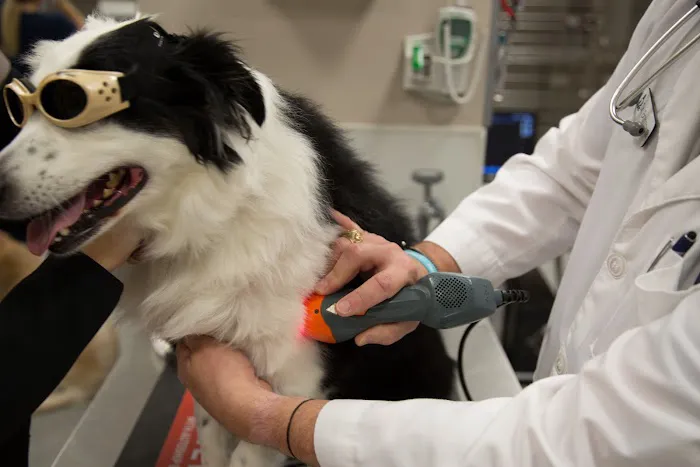 Forest Crossing Animal Hospital Picture 8