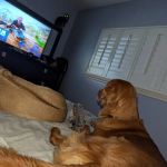Vetco Total Care Animal Hospital
