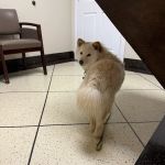 Emergency Pet Care of Texas