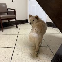 Emergency Pet Care of Texas ico