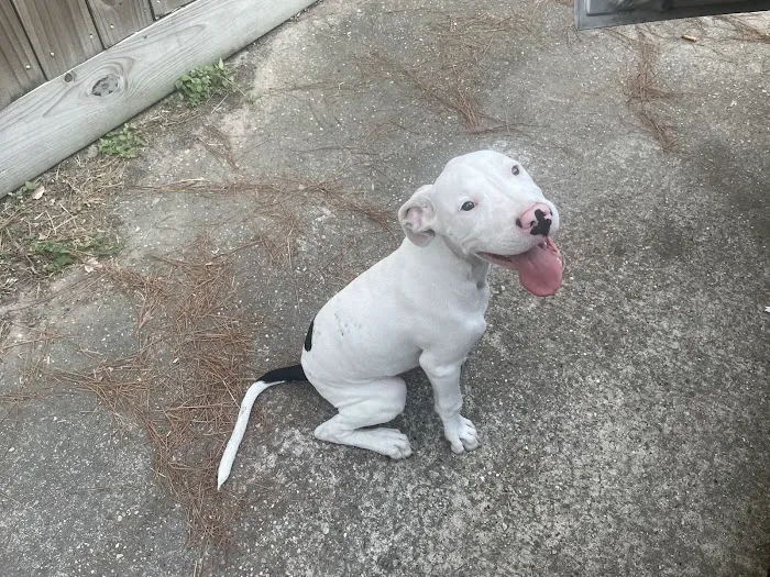 Emergency Pet Care of Texas Picture 4