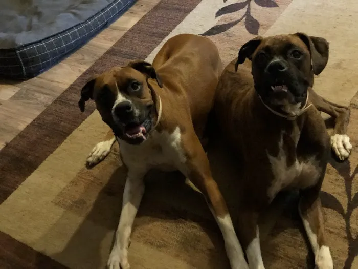 FM 1488 Animal Medical Center Picture 3