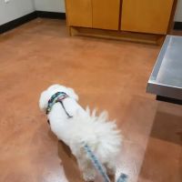 FM 1488 Animal Medical Center ico