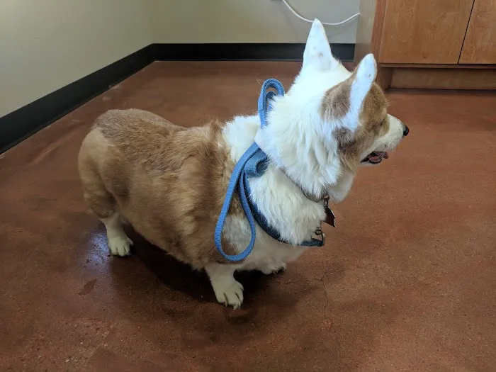 FM 1488 Animal Medical Center Picture 5
