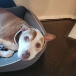 The Pet Wellness Clinic
