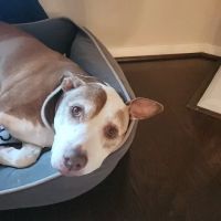 The Pet Wellness Clinic ico