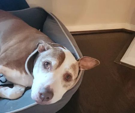 The Pet Wellness Clinic
