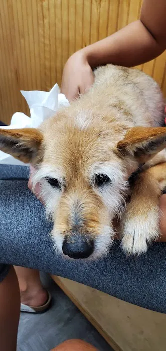 The Pet Wellness Clinic Picture 2