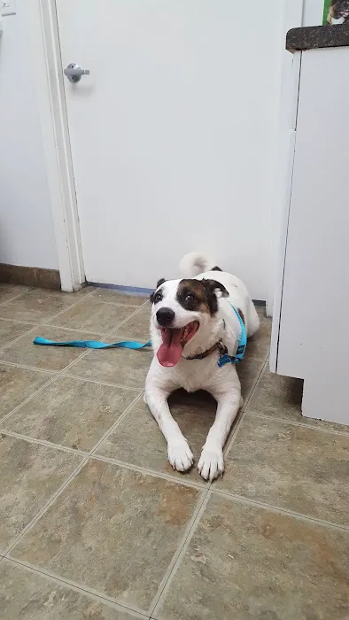 The Pet Wellness Clinic Picture 5