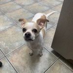 Galveston Veterinary Clinic
