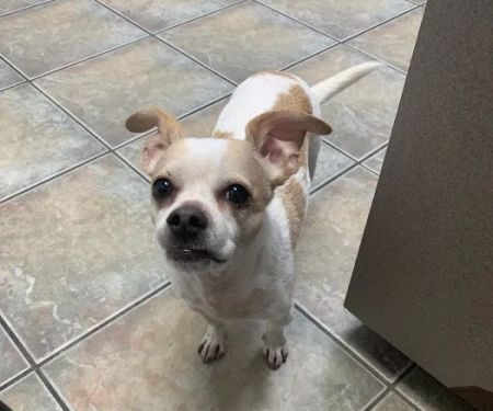 Galveston Veterinary Clinic