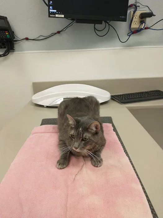 Galveston Veterinary Clinic Picture 4